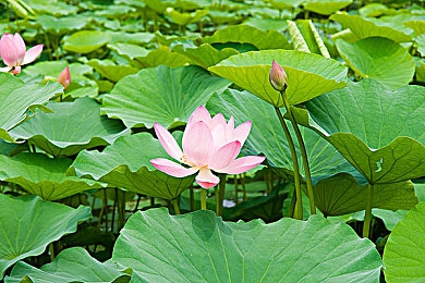 妺妺窝WWW仙踪林欢迎你：奇幻冒险，邀你共赴游戏仙境-3